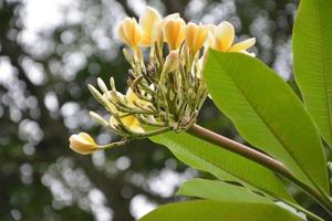 muito lindo flor foto