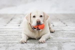 labrador Diversão e jogos ao ar livre durante ensolarado inverno dia foto