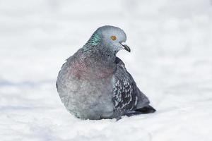 uma lindo Pombo senta em a neve dentro uma cidade parque dentro inverno. foto