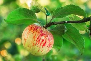 vermelho maçãs em uma árvore.. foto
