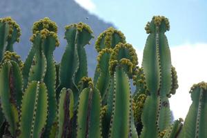 fauna e flora do a ilha do vovó canaria dentro a atlântico oceano foto