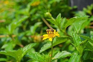 fechar acima do abelha e flor. seletivo foco do abelha colecionar pólen em amarelo flor. Comida cadeia animais selvagens ciclo. querida abelha voar sobre para colecionar pólen grãos. macro natureza horizontal fundo. foto