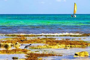pássaros grackle de cauda grande comendo sargazo na praia do méxico. foto