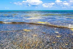 lindo mar Relva embaixo da agua dentro caribe mar playa del carmen. foto