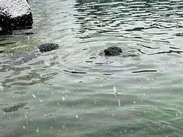 uma Visão do uma foca dentro a água dentro inverno foto