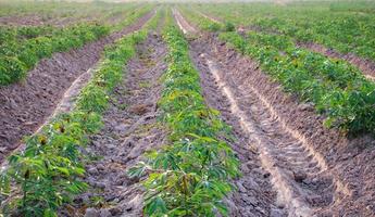 campos de mandioca no início da estação de crescimento de mudas pequenas foto