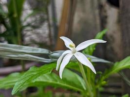 uma fechar acima do branco hipobroma longiflora flor foto