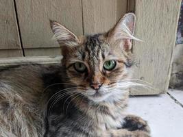 uma fechar acima do malhado gato ou felis catus é olhando às a Câmera foto