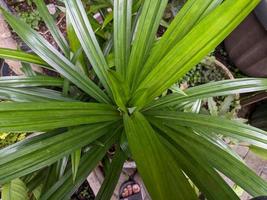 uma fechar acima do pandano amarilifólio folhas foto