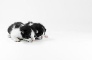 lindo gatinho preto e branco sobre um fundo branco, primeiro dia após o nascimento foto
