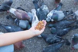 pombo comendo da mão da mulher no parque, alimentando pombos no parque durante o dia foto