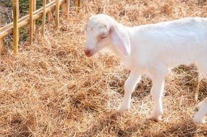 cabras brancas na fazenda, cabra bebê em uma fazenda foto