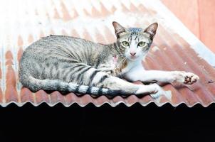 gato ter uma ferida em quente lata cobertura foto