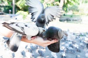 Pombo comendo a partir de mulher mão em a parque, alimentando pombos dentro a parque às a dia tempo, alimentação a pássaros foto