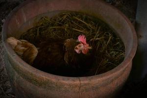 galinha mãe galinha em uma fazenda, galinhas em fazenda orgânica foto