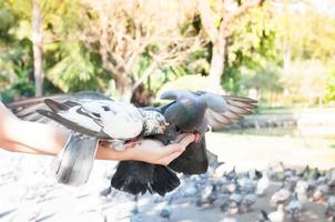 Pombo comendo a partir de mulher mão em a parque, alimentando pombos dentro a parque às a dia tempo, alimentação a pássaros foto