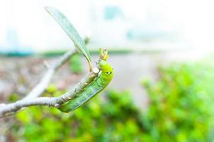 comer verme de lagarta deixa a natureza no jardim foto