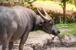 búfalo na zona rural no norte da tailândia foto