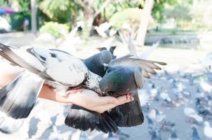 Pombo comendo a partir de mulher mão em a parque, alimentando pombos dentro a parque às a dia tempo, alimentação a pássaros foto