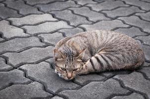 gato tigrado sonolento no chão, gato bonito marrom, gato deitado, gato brincalhão férias relaxantes, formato vertical, foco seletivo foto