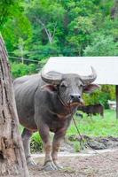 búfalo na zona rural no norte da tailândia foto