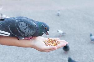 pombo comendo da mão da mulher no parque, alimentando pombos no parque durante o dia foto