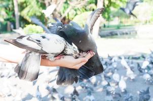 Pombo comendo a partir de mulher mão em a parque, alimentando pombos dentro a parque às a dia tempo, alimentação a pássaros foto