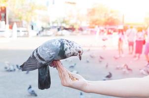 pombo comendo da mão da mulher no parque, alimentando pombos no parque durante o dia foto