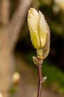 macro de um lindo broto de magnólia foto