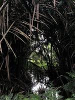 pantanal às sungai dua, penang foto