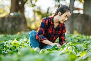 agrícola feminina trabalhando em fazenda de vegetais orgânicos foto