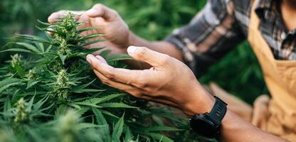 feche a mão do jovem em um campo de cânhamo, verificando plantas e flores, agricultura. negócio de cannabis e conceito de medicina alternativa. foto