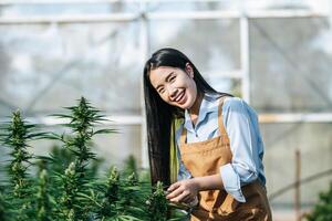 retrato de pesquisador de maconha de mulher asiática verificando plantação de maconha em fazenda de maconha, cannabis agrícola de negócios. negócio de cannabis e conceito de medicina alternativa. foto