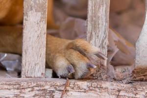 cachorro vítima do animal Abuso e maus tratos foto