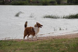 cachorro collie em a de praia animal amigáveis foto