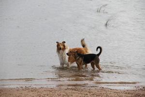 cachorro collie em a de praia animal amigáveis foto