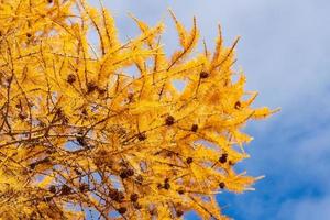 outono amarelo ramo do lariço árvore com pinho cones em fundo do azul céu com nuvens foto