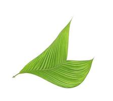 folha verde de uma palmeira isolada em um fundo branco foto