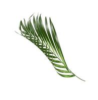 folha de palmeira isolada em um fundo branco foto