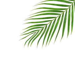 folhas verdes de uma palmeira isoladas em um fundo branco foto