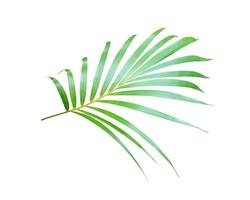 folhas verdes de uma palmeira isoladas em um fundo branco foto