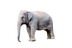 elefante em um fundo branco foto