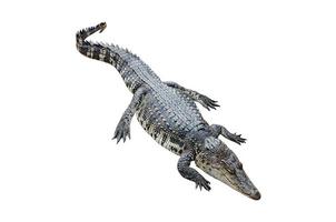 crocodilo em um fundo branco foto