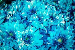 fundo de flor azul foto