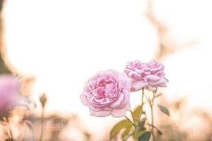 rosa rosa no jardim, luz do sol forte, fundo floral foto