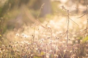 foco suave de flores de grama selvagem de natureza romântica foto