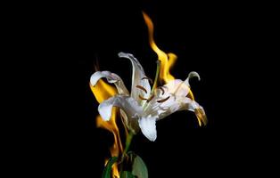 flor de lírio em chamas