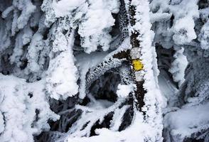 placa turística escondida sob a neve foto