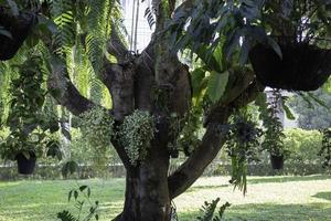 plantas penduradas em uma árvore foto