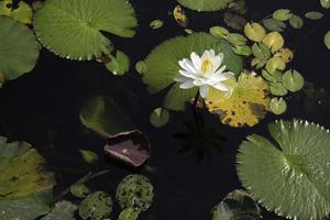 lírios em um lago foto